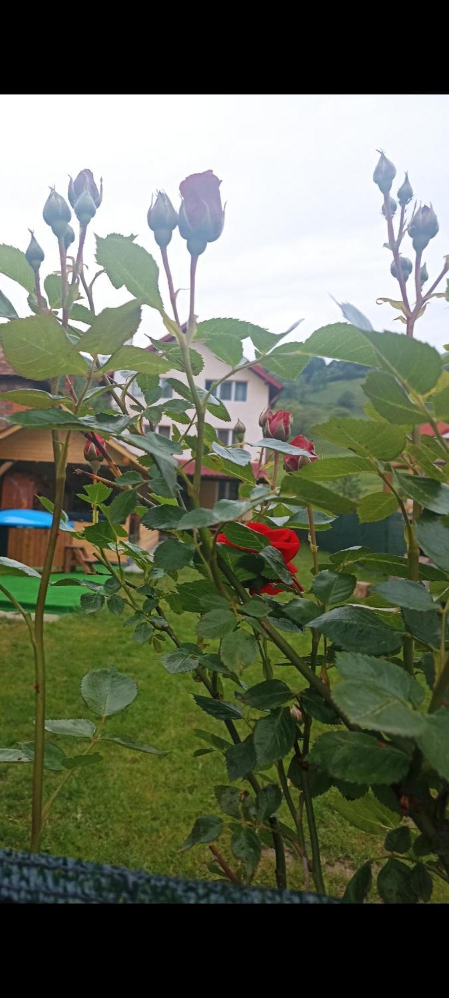 Popasul Drumetului Transfagarasan Hotel Curtea De Arges Luaran gambar